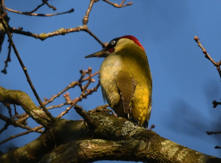 Groene specht ( Picus viridis).