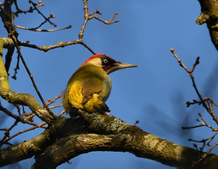Groene specht ( Picus viridis).