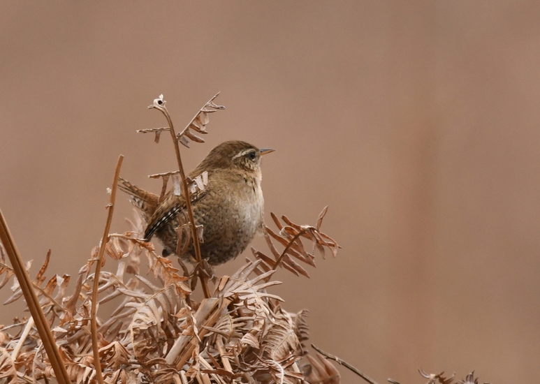 Winterkoninkje (Troglodytes troglodytes).