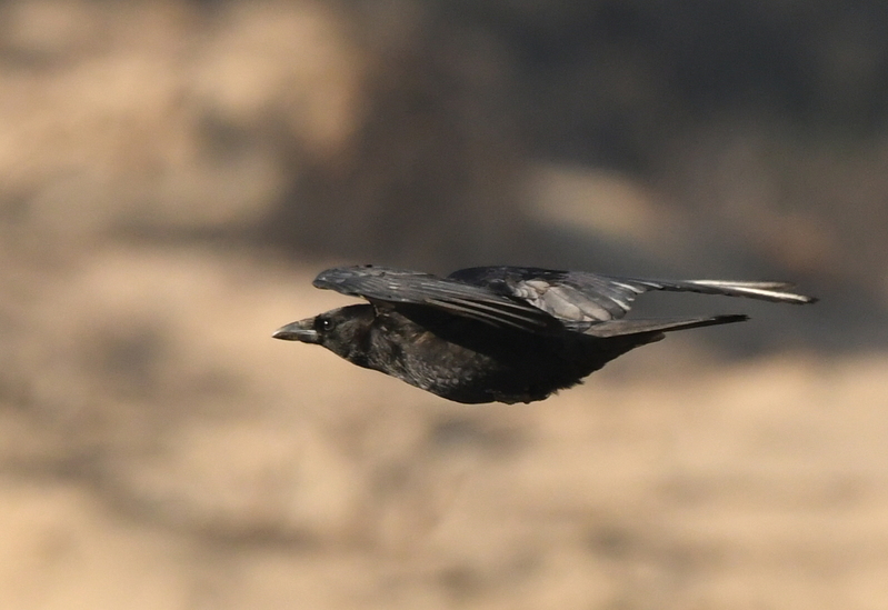 Zwarte kraai (Corvus corone).