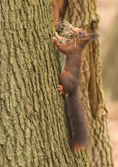 Eekhoorn (Sciurus vulgaris).