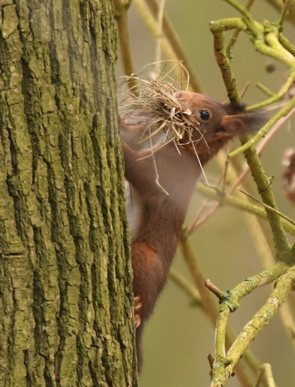 Eekhoorn (Sciurus vulgaris).