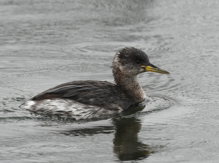 Roodhalsfuut ( Podiceps grisegena).