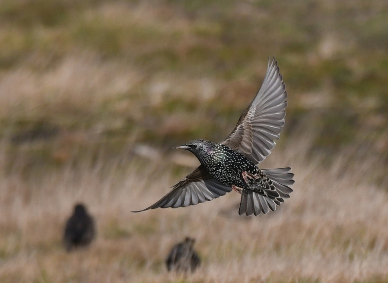 Spreeuw (Sturnus vulgaris).