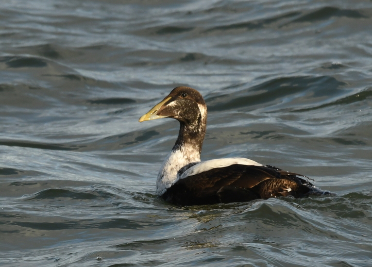 Eider (Somateria mollissima).