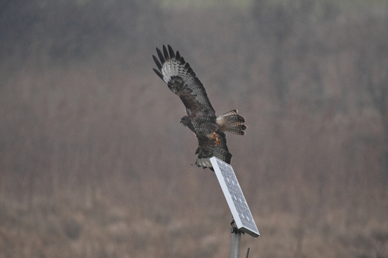 Buizerd (Buteo buteo).