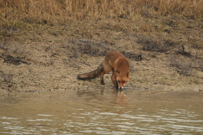 Vos (Vulpes vulpes).