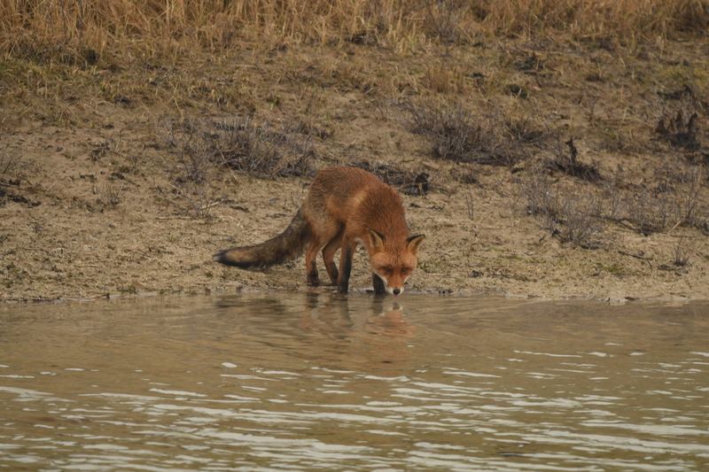Vos (Vulpes vulpes).
