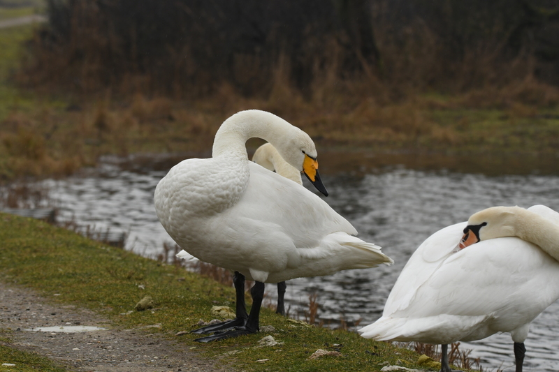 Wilde zwaan (Cygnus cygnus).