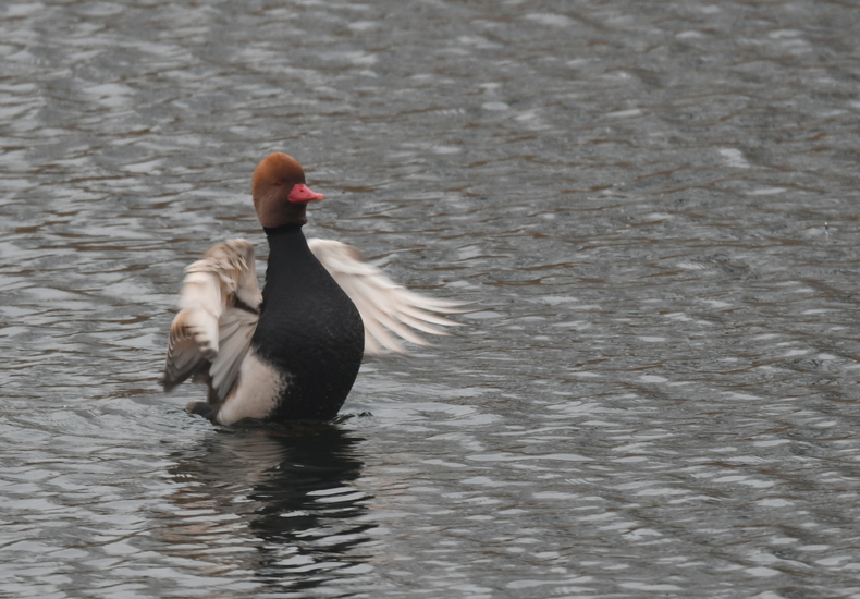 Krooneend (Netta rufina).