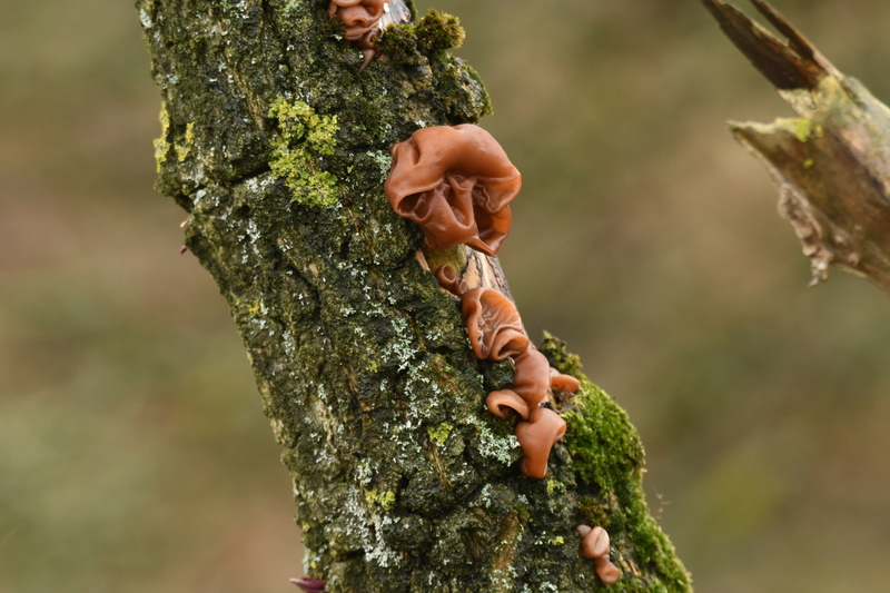 Judasoor (Auricularia auricula-judae).