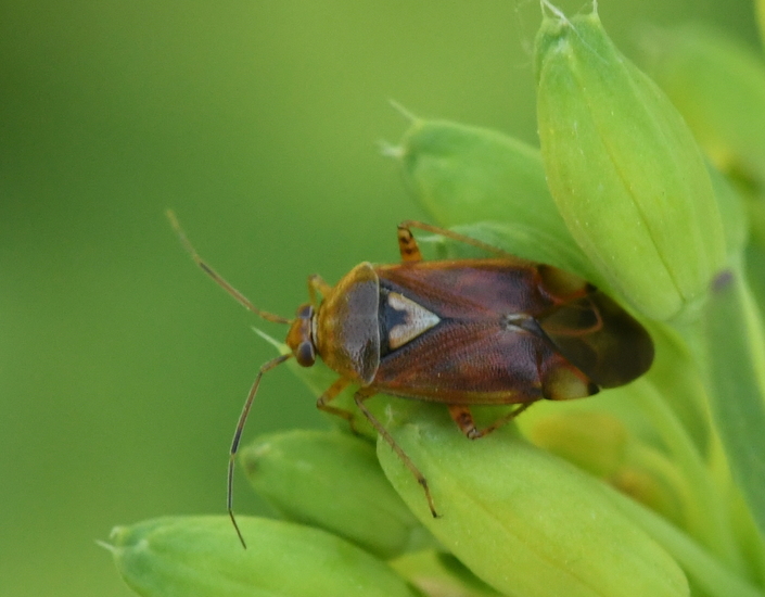 Rode halsbandwants - (Deraeocoris ruber).