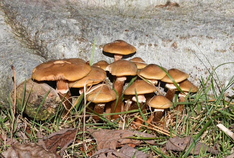 Sombere honingzwam (Armillaria ostoyae).