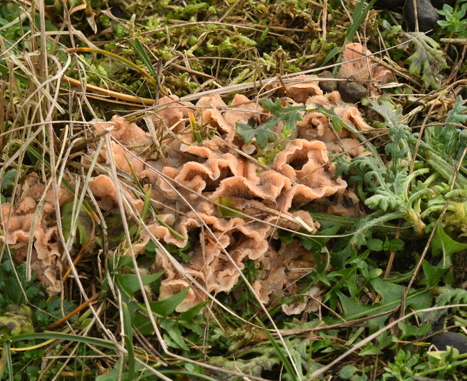 Spekzwoerdzwam (Merulius tremellosus).