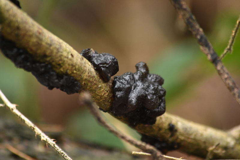 Eikentrilzwam (Exidia truncata).