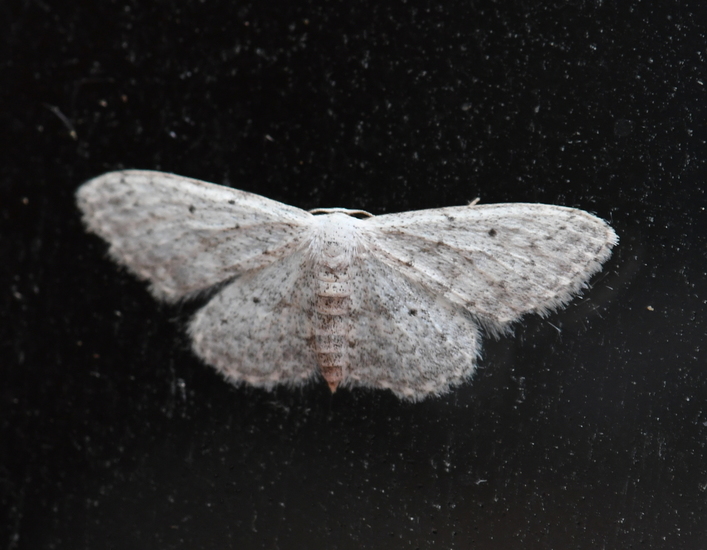 Paardenbloemspanner (Idaea seriata).