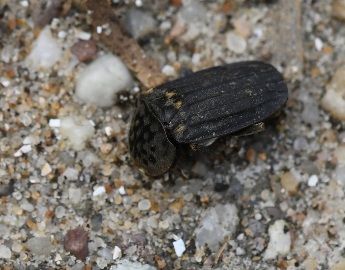 Aaskever (Thanatophilus sinuatus).