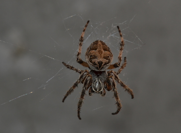 Brugspin (Larinioides sclopetarius)