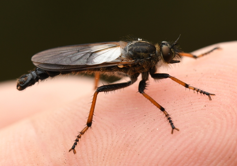 Bruinvleugelroofvlieg (Pamponerus germanicus)