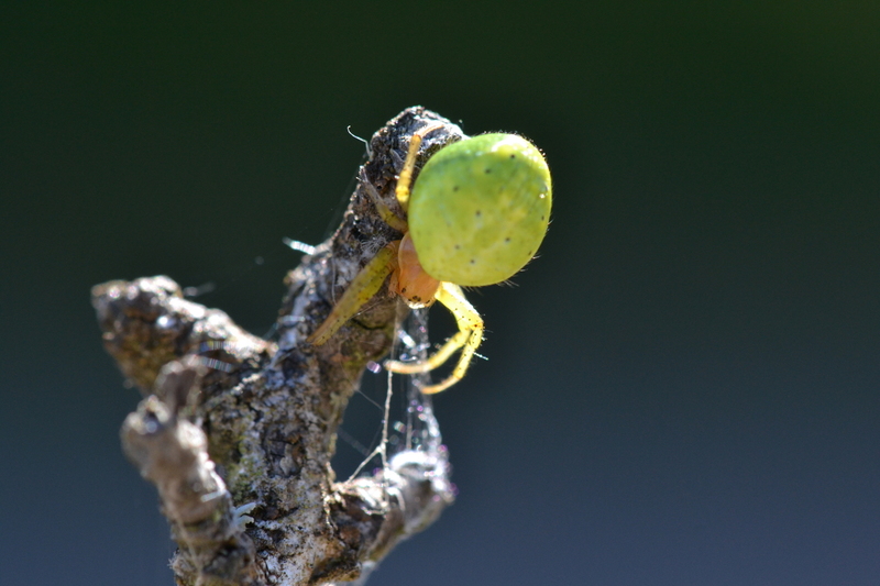 Komkommerspin onbekend Araniella spec.