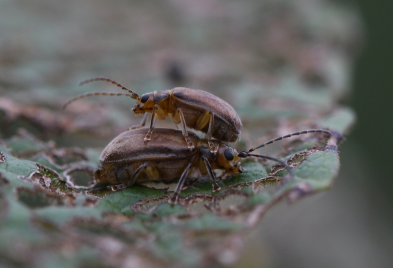 Sneeuwbalhaantje (Pyrrhalta viburni)