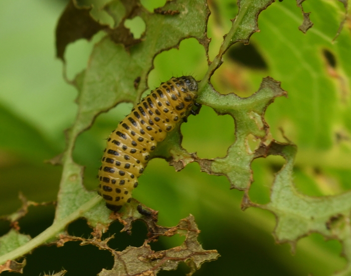 Sneeuwbalhaantje (Pyrrhalta viburni)