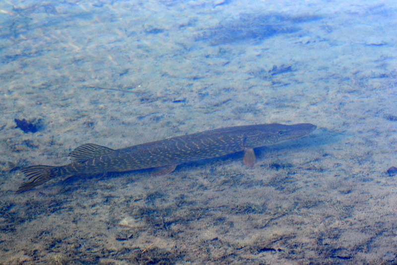 Snoek (Esox lucius)