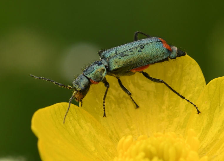 Roodtipbasterdweekschild (Malachius bipustulatus)