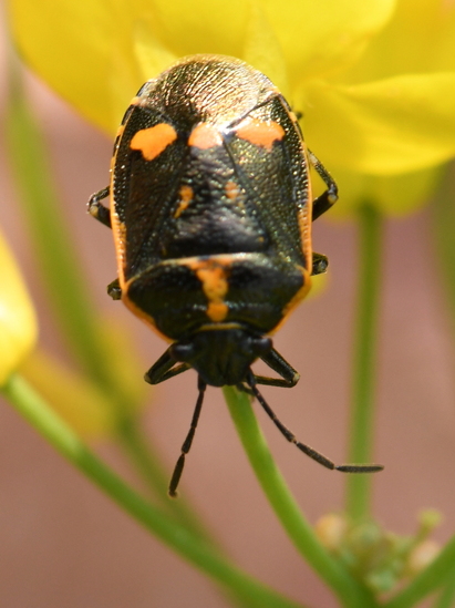 Koolwants (Eurydema oleracea)