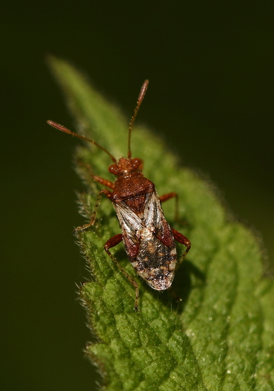 Geblokte glasvleugelwants (Rhopalus subrufus)