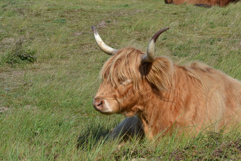 Schotse hooglanders