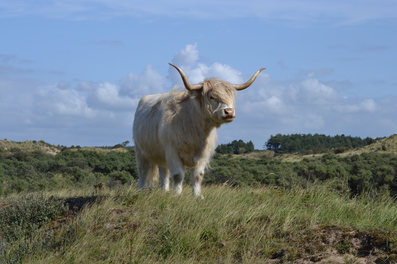 Schotse hooglanders