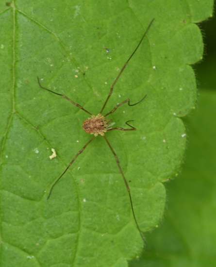 Voorjaarshooiwagen (Rilaena triangularis)