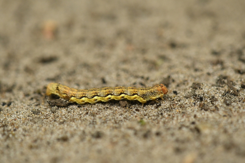 Rups van de grote wintervlinder (Erannis defoliaria)