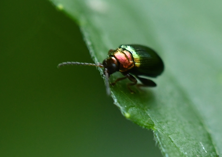 Gouden wilgenaardvlo (Crepidodera aurata)