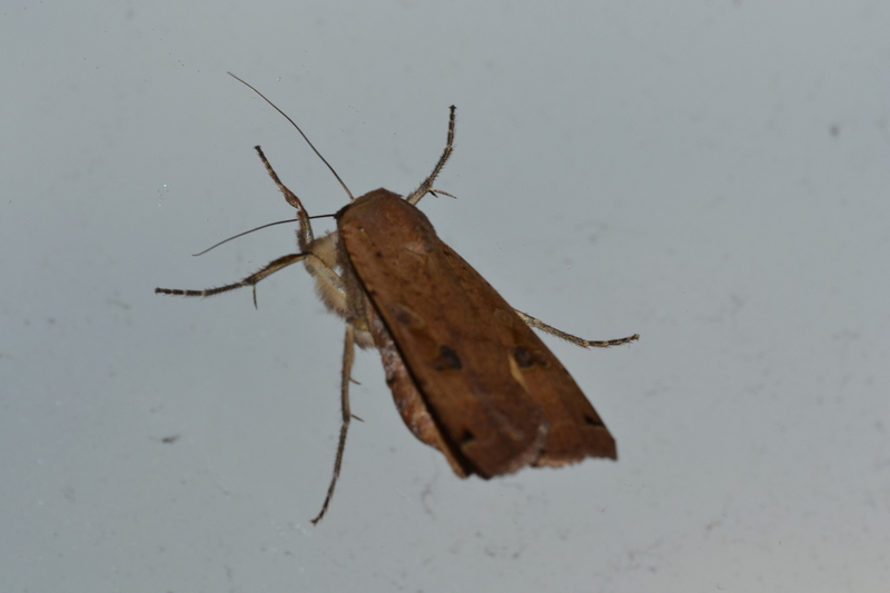 Huismoeder (Noctua pronuba)