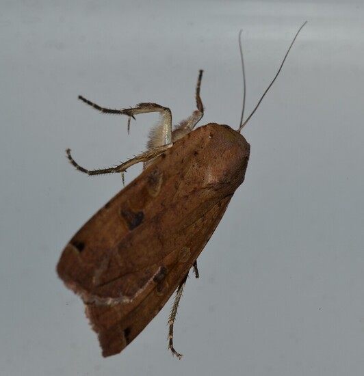 Huismoeder (Noctua pronuba)