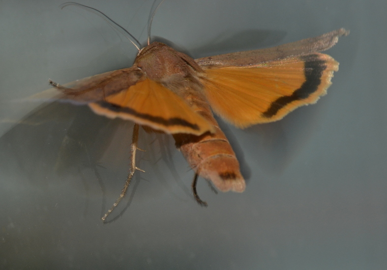 Huismoeder (Noctua pronuba)