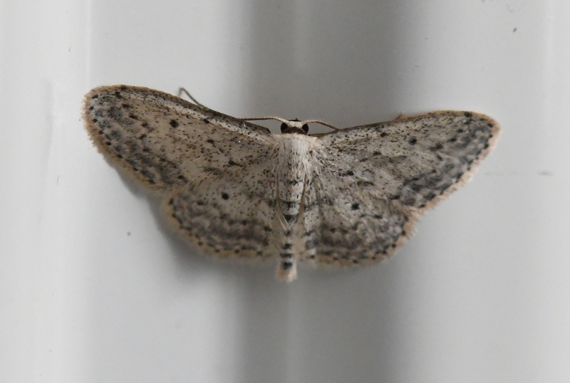 Paardenbloemspanner (Idaea seriata).