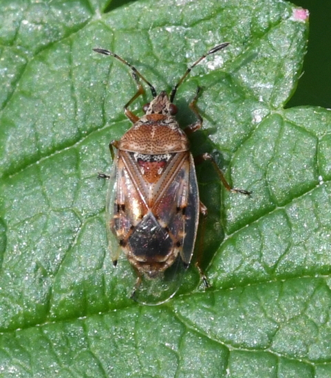 Berkensmalsnuit (Kleidocerys resedae).