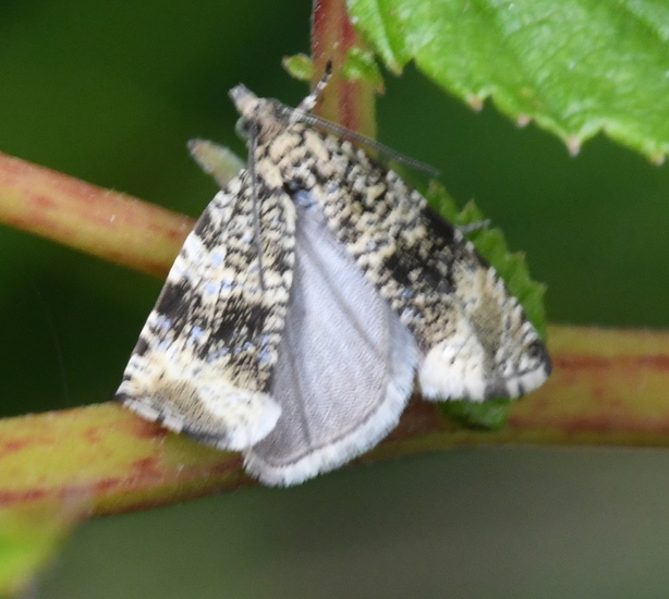 Brandnetelbladroller (Celypha lacunana).