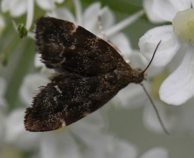 Brandnetelmot (Anthophila fabriciana).