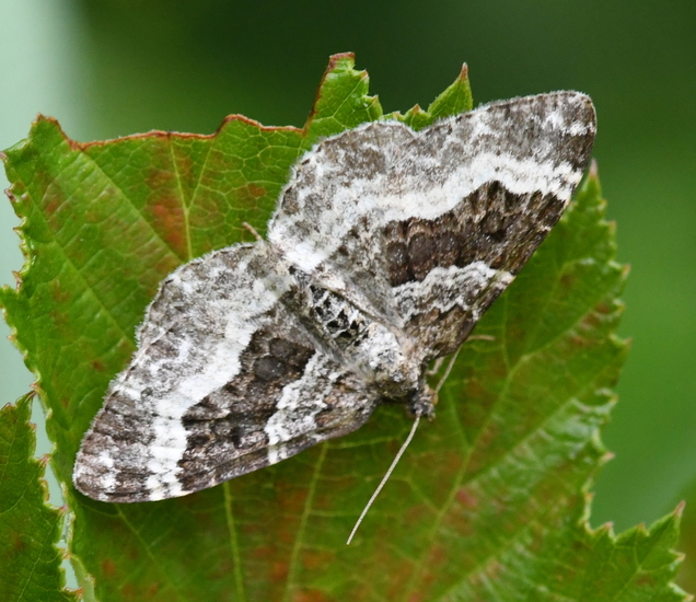 Gewone bandspanner (Epirrhoe alternata).