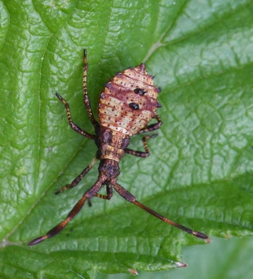Nimf zuringrandwants (Coreus marginatus).