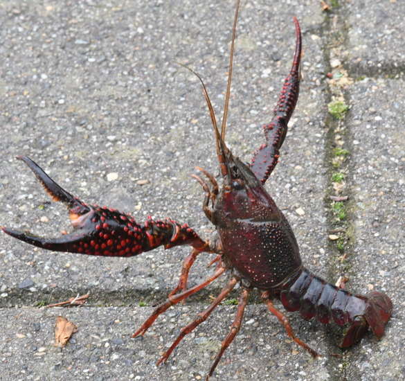 Rode Amerikaanse Rivierkreeft (Procambarus clarkii).