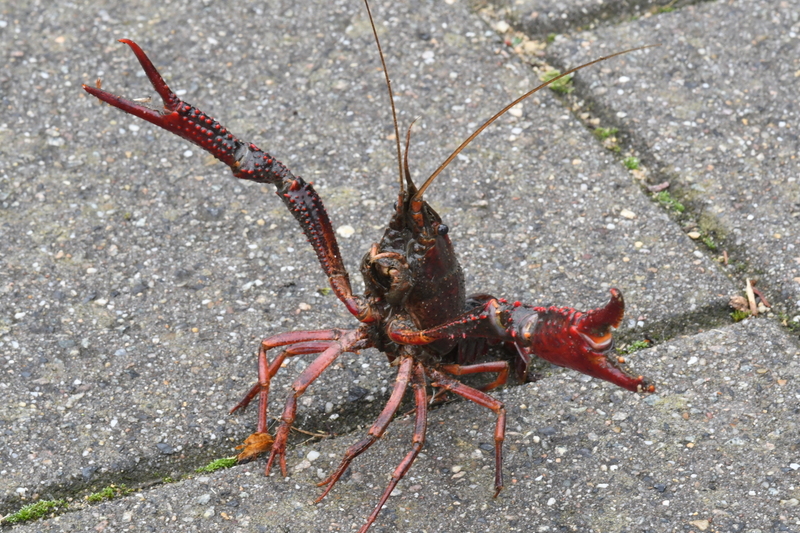 Rode Amerikaanse Rivierkreeft (Procambarus clarkii).