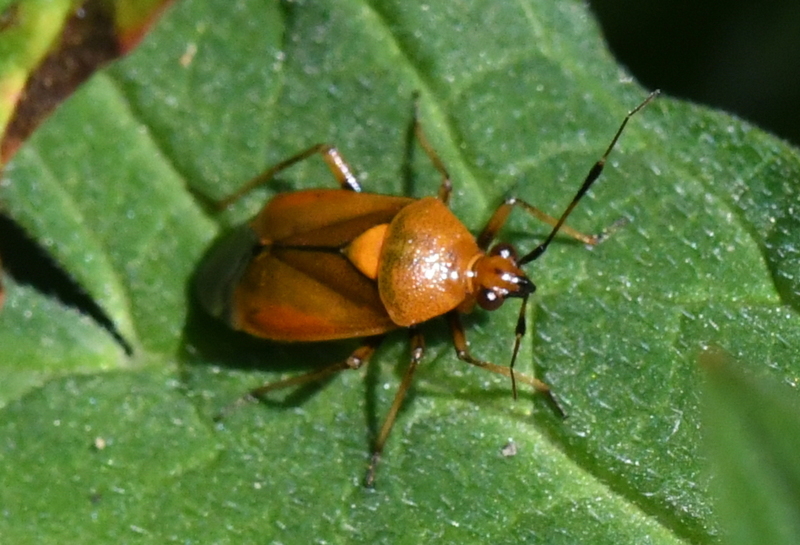Rode halsbandwants (Deraeocoris ruber).