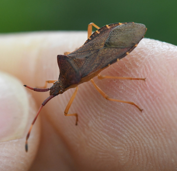 Smalle randwants (Gonocerus acuteangulatus).