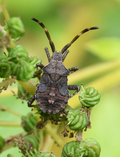 Zuringrandwants (Coreus marginatus).