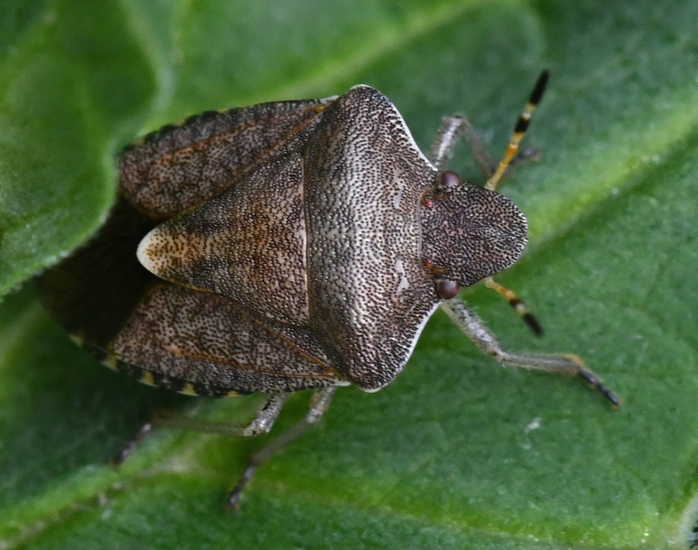 Zuidelijke schildwants (Peribalus strictus).